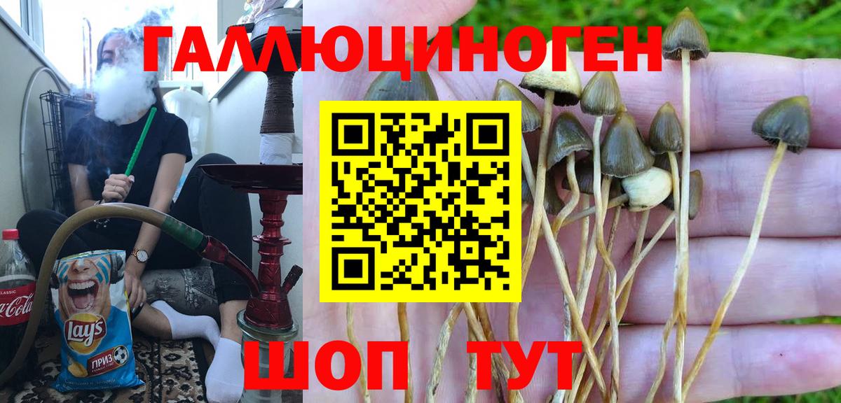 Псилоцибиновые грибы Psilocybe Севастополь